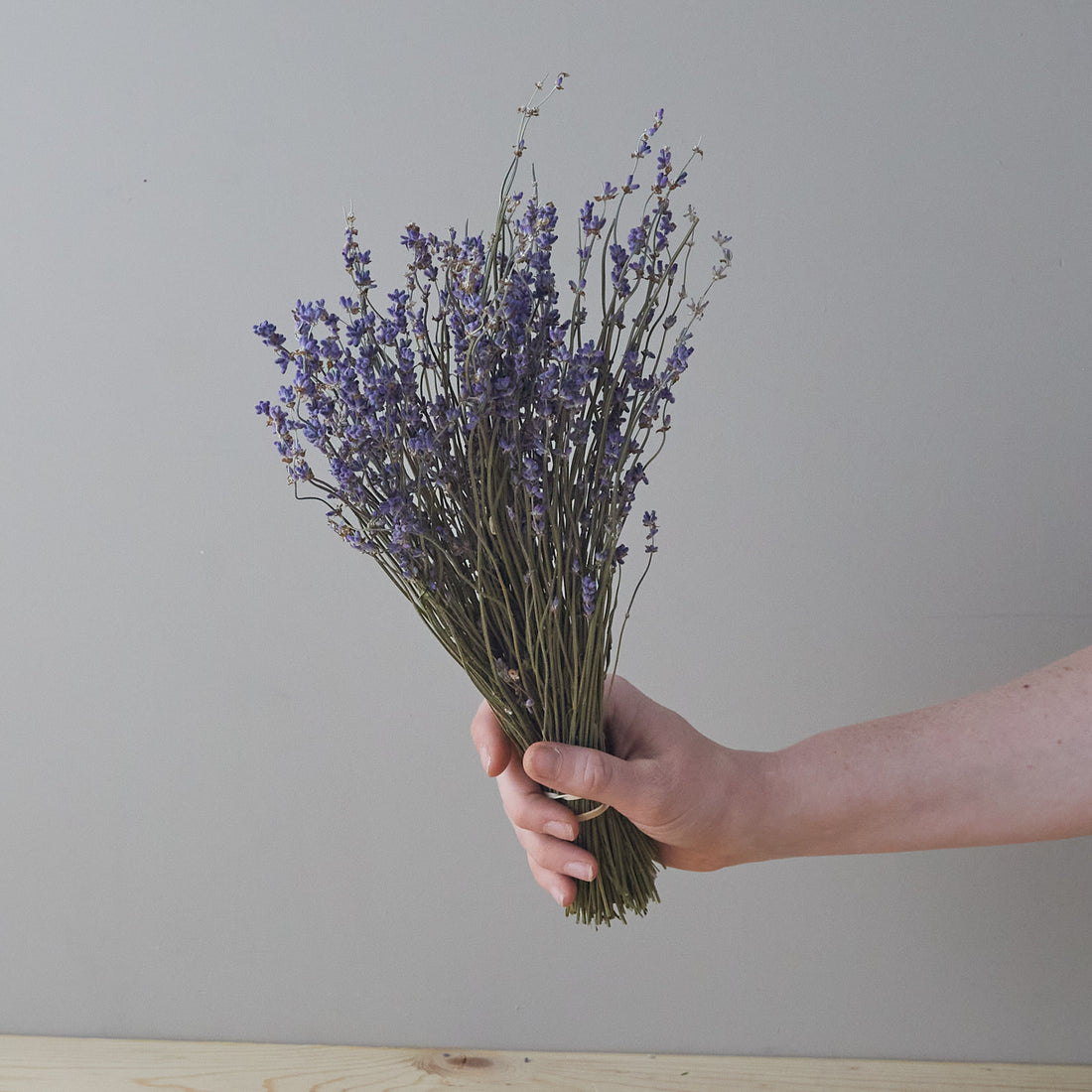 French Grosso Lavender