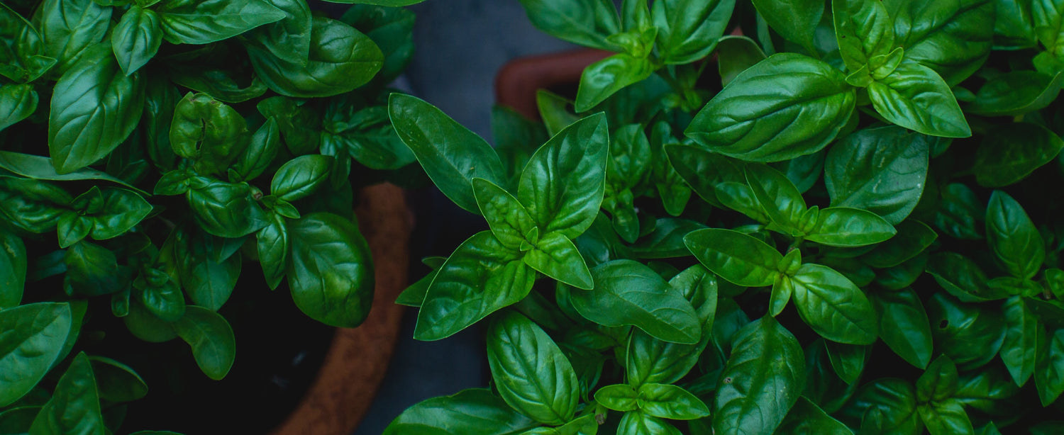 Color Trend | Basil