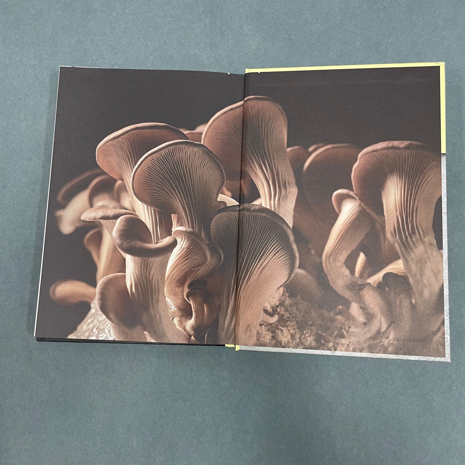 Mushrooms: Over 70 Recipes Which Celebrate Mushrooms by Martin Nordin
