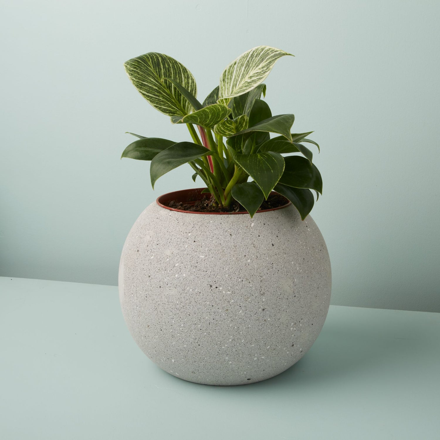 indoor cement planter Atallo Cement Planter