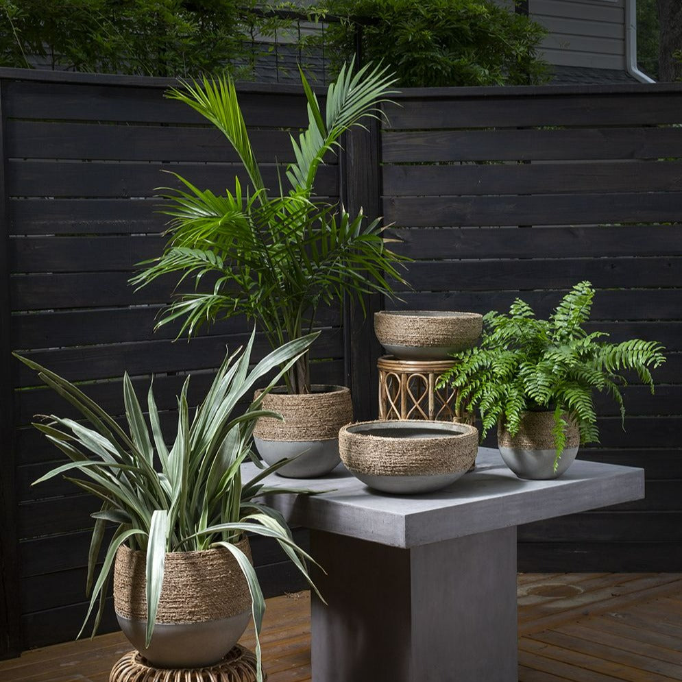 indoor reed plant Reed Pot – Be Home